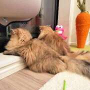 ヒメ日記 2025/06/21 21:43 投稿 星乃 愛音 東京貴楼館