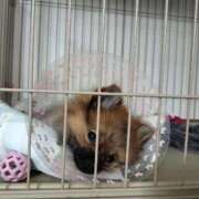 ヒメ日記 2025/06/25 08:23 投稿 星乃 愛音 東京貴楼館