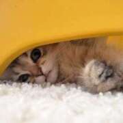 ヒメ日記 2025/06/27 01:03 投稿 星乃 愛音 東京貴楼館