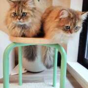 ヒメ日記 2025/06/29 09:33 投稿 星乃 愛音 東京貴楼館