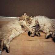 ヒメ日記 2025/07/01 14:33 投稿 星乃 愛音 東京貴楼館