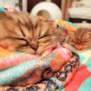 ヒメ日記 2025/07/07 11:43 投稿 星乃 愛音 東京貴楼館