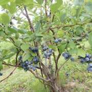 ヒメ日記 2025/07/17 17:43 投稿 星乃 愛音 東京貴楼館