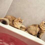 ヒメ日記 2025/07/19 11:33 投稿 星乃 愛音 東京貴楼館