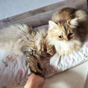 ヒメ日記 2025/07/26 04:23 投稿 星乃 愛音 東京貴楼館