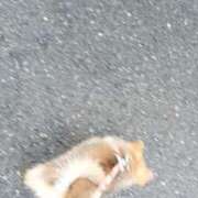 ヒメ日記 2025/08/12 06:43 投稿 星乃 愛音 東京貴楼館