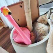 ヒメ日記 2025/08/17 11:44 投稿 星乃 愛音 東京貴楼館