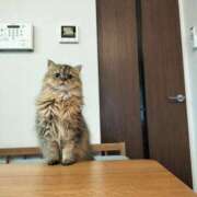 ヒメ日記 2025/12/04 14:29 投稿 星乃 愛音 東京貴楼館