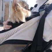 ヒメ日記 2025/04/21 13:21 投稿 星乃 愛音 横浜貴楼館