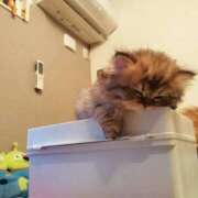 ヒメ日記 2025/06/13 19:02 投稿 星乃 愛音 横浜貴楼館