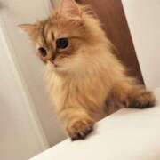 ヒメ日記 2025/06/30 06:01 投稿 星乃 愛音 横浜貴楼館