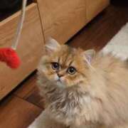 ヒメ日記 2025/06/30 21:01 投稿 星乃 愛音 横浜貴楼館