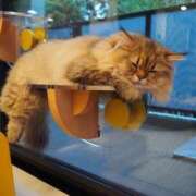 ヒメ日記 2025/07/01 06:51 投稿 星乃 愛音 横浜貴楼館