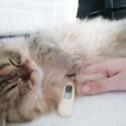 ヒメ日記 2025/07/01 09:21 投稿 星乃 愛音 横浜貴楼館