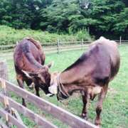 ヒメ日記 2025/08/07 21:21 投稿 星乃 愛音 横浜貴楼館