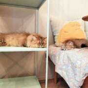 ヒメ日記 2025/08/21 13:02 投稿 星乃 愛音 横浜貴楼館