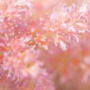 ヒメ日記 2025/07/06 00:59 投稿 しおり TALENT（タレント）