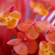 ヒメ日記 2025/07/06 22:26 投稿 しおり TALENT（タレント）