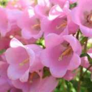 ヒメ日記 2025/07/09 09:02 投稿 しおり TALENT（タレント）