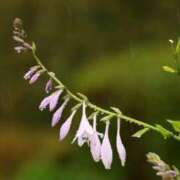 ヒメ日記 2025/07/10 09:07 投稿 しおり TALENT（タレント）