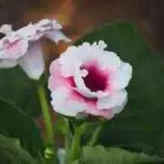 ヒメ日記 2025/07/11 09:02 投稿 しおり TALENT（タレント）