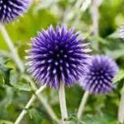 ヒメ日記 2025/07/12 09:08 投稿 しおり TALENT（タレント）