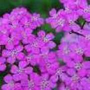 ヒメ日記 2025/07/13 18:18 投稿 しおり TALENT（タレント）