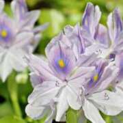 ヒメ日記 2025/07/14 09:31 投稿 しおり TALENT（タレント）