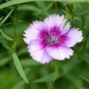 ヒメ日記 2025/07/15 09:06 投稿 しおり TALENT（タレント）