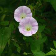 ヒメ日記 2025/07/18 07:01 投稿 しおり TALENT（タレント）