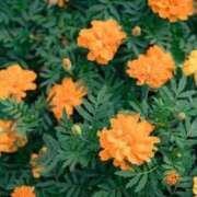 ヒメ日記 2025/07/19 12:30 投稿 しおり TALENT（タレント）