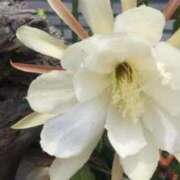 ヒメ日記 2025/07/20 07:01 投稿 しおり TALENT（タレント）