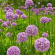 ヒメ日記 2025/07/24 07:02 投稿 しおり TALENT（タレント）