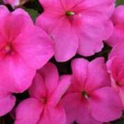 ヒメ日記 2025/07/26 09:00 投稿 しおり TALENT（タレント）