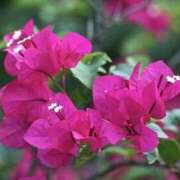 ヒメ日記 2025/07/27 09:02 投稿 しおり TALENT（タレント）