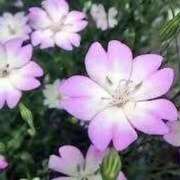 ヒメ日記 2025/07/30 10:52 投稿 しおり TALENT（タレント）