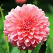 ヒメ日記 2025/07/30 11:38 投稿 しおり TALENT（タレント）