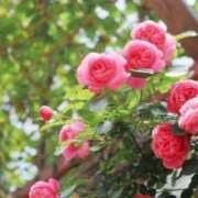 ヒメ日記 2025/08/01 09:08 投稿 しおり TALENT（タレント）