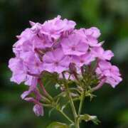 ヒメ日記 2025/08/05 09:37 投稿 しおり TALENT（タレント）