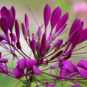 ヒメ日記 2025/08/09 15:31 投稿 しおり TALENT（タレント）