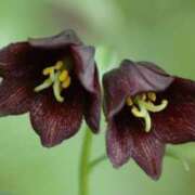 ヒメ日記 2025/08/13 09:16 投稿 しおり TALENT（タレント）