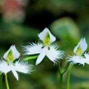 ヒメ日記 2025/08/14 08:15 投稿 しおり TALENT（タレント）