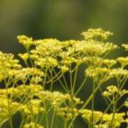 ヒメ日記 2025/08/17 14:34 投稿 しおり TALENT（タレント）