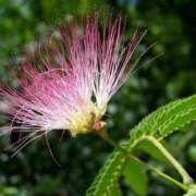 ヒメ日記 2025/08/18 08:15 投稿 しおり TALENT（タレント）