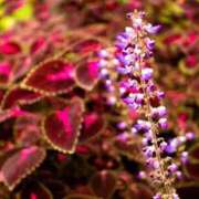 ヒメ日記 2025/08/19 16:48 投稿 しおり TALENT（タレント）