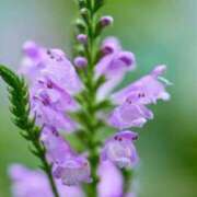 ヒメ日記 2025/08/20 07:01 投稿 しおり TALENT（タレント）