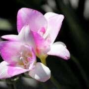 ヒメ日記 2025/08/21 07:00 投稿 しおり TALENT（タレント）