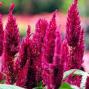 ヒメ日記 2025/08/25 08:23 投稿 しおり TALENT（タレント）