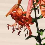 ヒメ日記 2025/09/02 17:00 投稿 しおり TALENT（タレント）