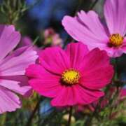 ヒメ日記 2025/09/04 09:34 投稿 しおり TALENT（タレント）